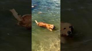 愛游泳的金毛狗/Golden retriever who loves swimming #宠物 #游泳