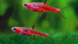 Top 5 | Freshwater Nano Fish 4K 