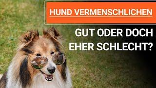  Stephanie Salostowitz ️ Hund vermenschlichen - Gut oder doch eher schlecht? ️