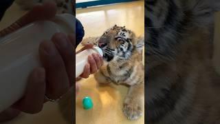 Baby Tigers!!!!️