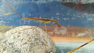 Water Mantis - Ranatra chinensis Mayer