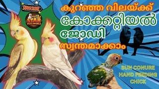 കുറഞ വിലയ്ക്ക് കോക്കോടൈലിൻ്റെ അടിപ്പൊളി ബ്രീടിങ് ജോഡികൾ