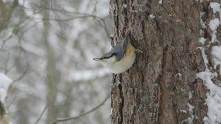 Nuthatch (Sitta europaea) - поползень обыкновенный - wildlife