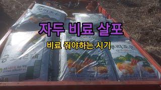 자두밭 밑비료 살포작업