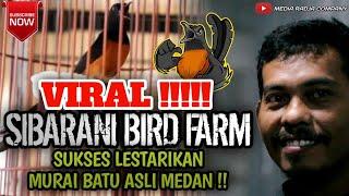 TERNAK MURAI BATU ASLI MEDAN !! SIBARANI BIRD FARM SUKSES BUKTIKAN BAHWA MURAI MEDAN MASIH ADA !