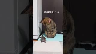 小雪ちゃんとクサガメ軍曹の可愛いやり取り【 #猫と亀 】