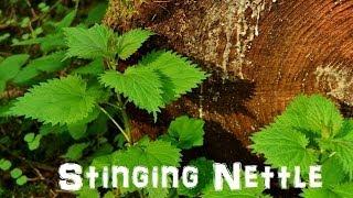 (The Northwest Forager) Ep. 3 Stinging Nettle