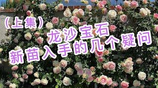 （园艺篇30）新手新入 龙沙宝石 的几点答疑解惑！