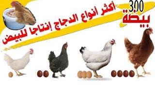 أكثر الانواع انتاجا للبيض استفد قبل بداية المشروع