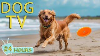 DOG TV: Best Entertainment Video for Dogs to Ease Anxiety your Not at Home - Music Relax for Dogs