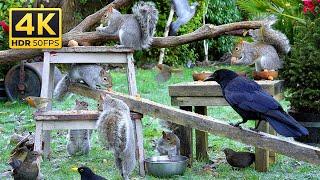 TV For Cats  Birds & Squirrels on a Frosty Morning ️ Cat And Dog TV (4K HDR)