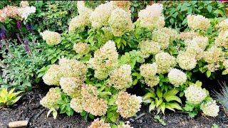 How To Train A Hydrangea Tree from a Bush // How to divide a hydrangea - Part 2 of 2