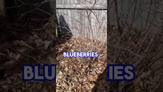 Blueberry Bush Pruning