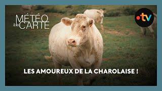 Tradition : les amoureux de la charolaise !