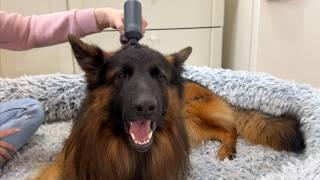 I Got My German Shepherd A Massager | And Now He's Filing A Complaint!