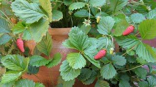 Growing Pretty And Delicious Alpine Strawberries From Seed