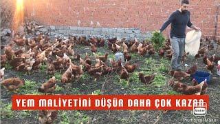 200 TAVUKTAN 1 GÜNDE KAÇ TANE YUMURTA TOPLADIK ? ~ HER YER YUMURTA !!