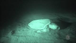 A nesting sea turtle