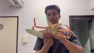 বাসার ভিতরে বিশাল বড় Spider Crab  একটুর জন্য বেঁচে গেলাম 