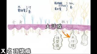 狐臭教室 (3) 認識小汗腺(多汗)與大汗腺(頂漿腺)-狐臭(腋臭)