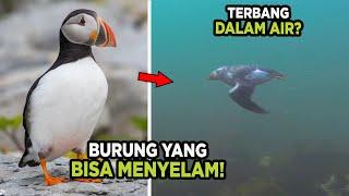 Tak Hanya Terbang Saja, Burung Ini Juga bisa menyelam