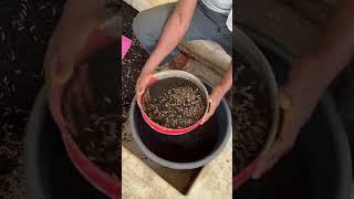 Producing maggots and separating them from their waste