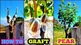 How to graft pear tree | Pear grafting technique