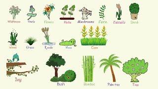 Plant Names: List of Common Types of Plants and Trees in English with Pictures