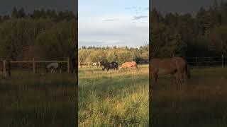 Horses in the morning