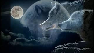 We are The Wolves And She the Moon