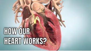 Anatomy & physiology of Human heart: 3D medical animation