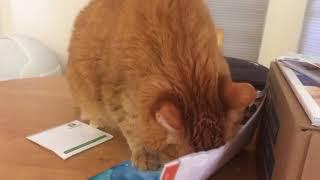 Ignored cat ripping paper into coffee