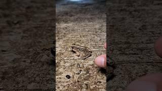 Frog funny catching in forest #funny #frog #animals #fun #funnyvideo #wildlife #shorts