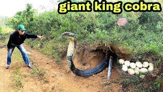 TOP 1 BEST VIDEO | Skill Catch Poisonous Snakes Of Professional Hunters