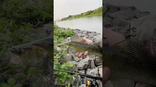 Поймал своего первого СУДАКА  #fishing #рыбалка2025 #рыбалка #судак