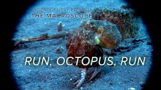 Run, Octopus, Run!