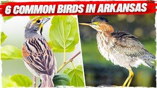 6 Common Birds in Arkansas (with Pictures)