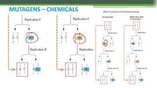 GENE MUTATION - INDUCED MUTATIONS MUTAGENS PART-III