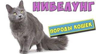 Кошки породы Нибелунг. Особенности породы, уход, цена