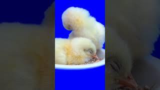 Cute Chicks #chicken #cute