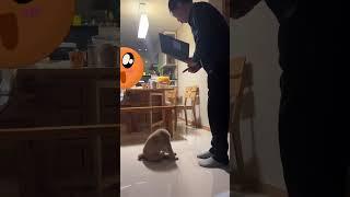 상받는 감자 #강아지 #애견영상 #강아지유튜브