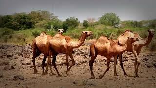 Camels  Extreme Temperature Secrets - camel water conservation - camel heat resistance mechanisms