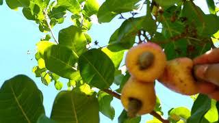 keseruan memetik buah nangka dan buah jambu mente di kebun panan