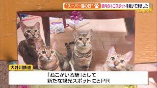 2022年2月22日は「スーパー猫の日」 県内の猫スポットあれこれ（静岡県）