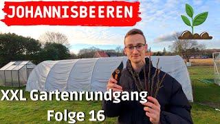 XXL Gartenrundgang F16 | Johannisbeeren vermehren durch Steckhölzer🪴