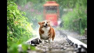Sleep Faster - Stop Insomnia - Relaxing Light Rain Effects - Calming Sound and Music (Highlights)