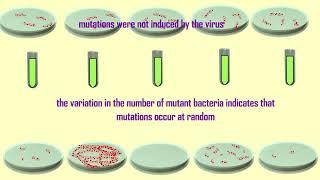 cause of mutations; Luria & Delbruck experiment