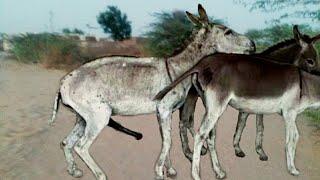 Two white and black donkey enjoying morning time in rein#donkeycrossing#donkeymating