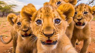 Lion Cubs 4K ~ Relaxing Music That Heals Stress, Anxiety, Depressive Conditions, Gentle Music