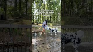 My toxic trait as a dog owner… #Dog #Dogs